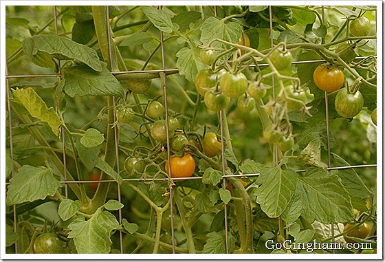 How to stake tomatoes